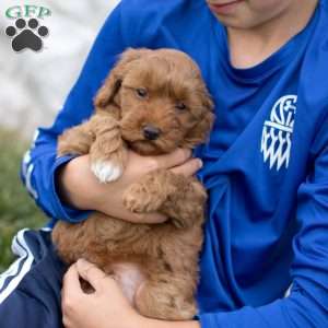 Louie, Mini Goldendoodle Puppy